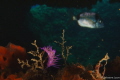   nudibranch  
